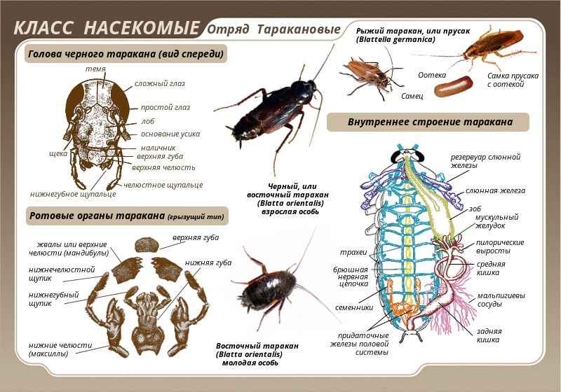 На фото описано про тараканов